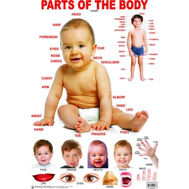 Dreamland Parts of The Body Chart, English