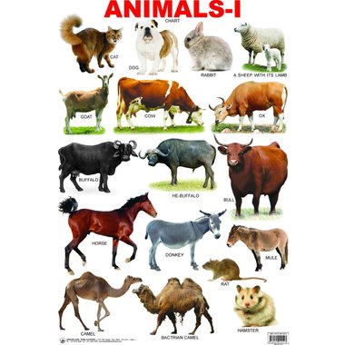 دريم لاند 1 ‎-‎ حيوانات لوحة، انجليزي